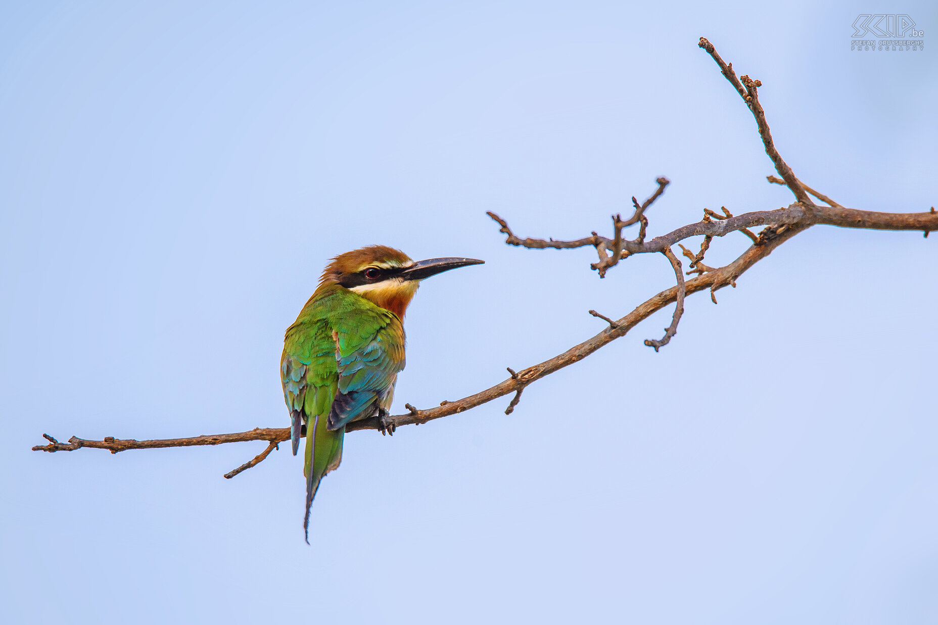 Isalo - Madagascar bee-eater Madagascar bee-eater (Merops superciliosus) Stefan Cruysberghs